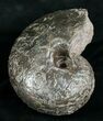Wide Black Nautilus Fossil - Belmont, France #4498-3